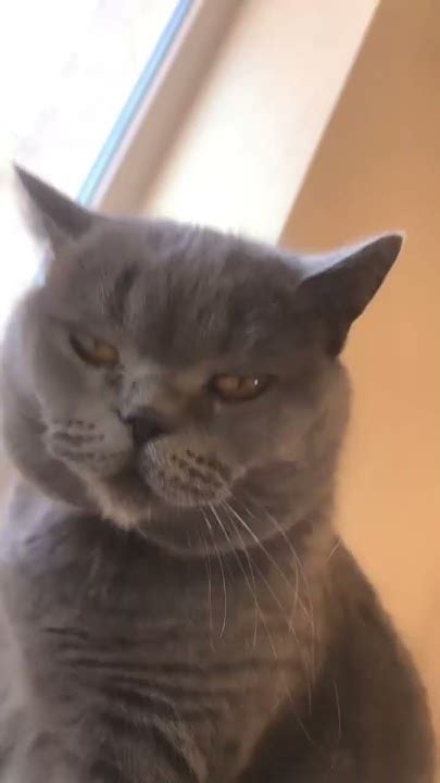 Чипи чипи чапа чапа #котики#katto#кот - YouTube