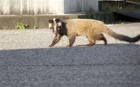 ハクビシンのふんの見分け方は？【決定的な特徴から対処法まで解説】 セーフリー