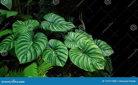 Heart Shaped Bicolors Leaves Of Philodendron Plowmanii The Rare Exotic