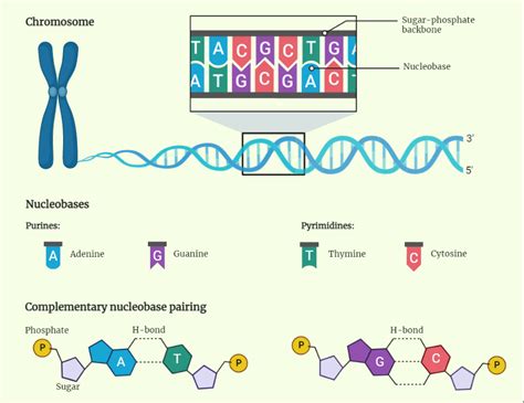 DNA and its types - Rethink Biology Notes - Molecular Biology