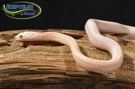 Corn Snake Care Sheet – Reptiles by Mack