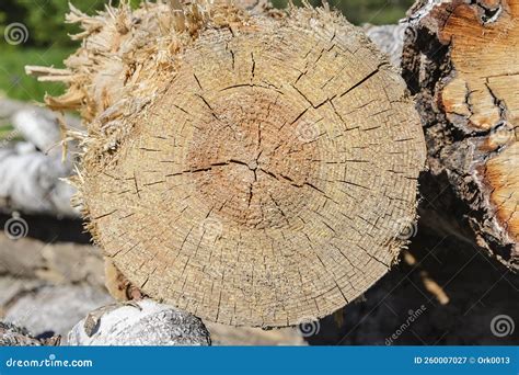 Round Section Of A Tree Trunk Stock Image Image Of History Factory