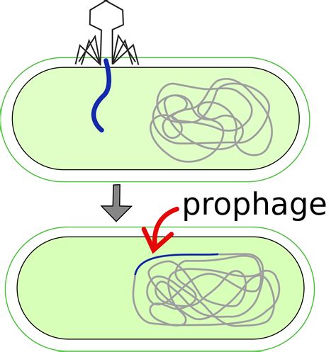 Bacterial Genetics (Pathology) Test and Flashcards