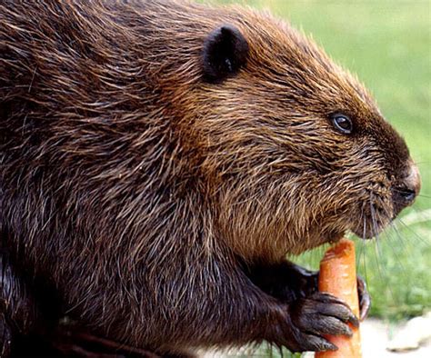 Beaver Natures Little Engineer Animal Pictures And Facts