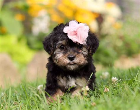 Adorable Yorkie Poo Puppies for Sale - Best Yorkie Poos