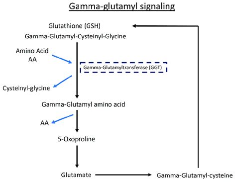The schematic shows the GGT pathway. Detailed changes of metabolites ...