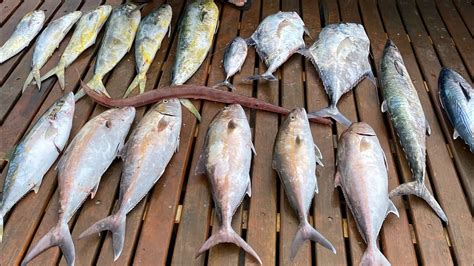 UMA DAS MELHORES PESCARIAS PEIXES DIVERSOS E DIREITO A PEIXE MAIS