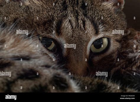 Bengal Cat Eyes Stock Photo - Alamy