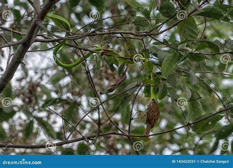 Close up Snake eating bird stock image. Image of snake - 143422031