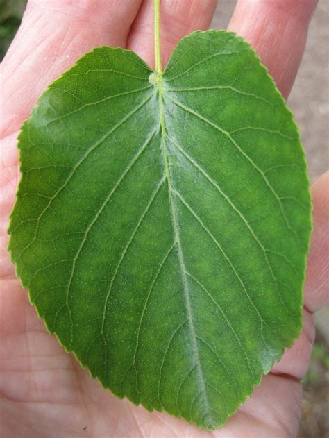 Leaf Heart-shaped - Tree Guide UK - Tree ID by heart-shaped leaves