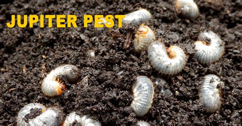 Top Pest Control Company And Termite Control In Jupiter Fl Jupiter Pest