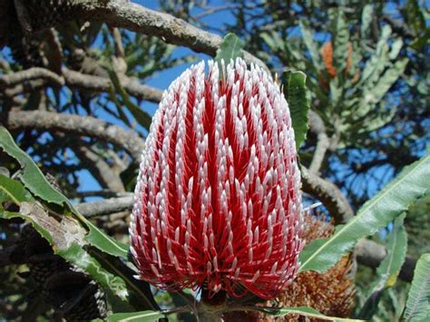 What Is Banksia In Australia