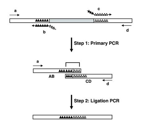 Schematic Diagram Of An Overlap Extension Pcr Protocol For Deletion