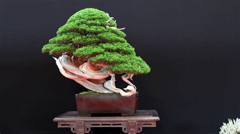 The Most Beautiful Bonsai Trees Youtube