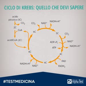 Test Di Medicina Ecco Cosa Dovete Sapere Del Ciclo Di Krebs Alpha