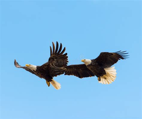 Bald Eagles in flight stock image. Image of nikon, morning - 64004249