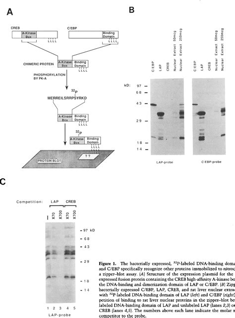 Figure 1 From Chop A Novel Developmentally Regulated Nuclear Protein