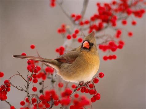 Cardinal Bird Wallpapers - Wallpaper Cave