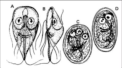 Trophozoites Of Giardia Duodenalis A And B Cysts Of G Duodenalis C Download Scientific