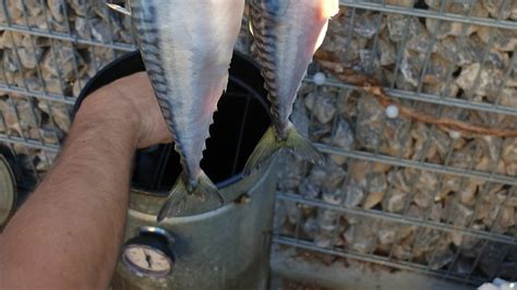 Fisch räuchern Anleitung Rezepte Tipps