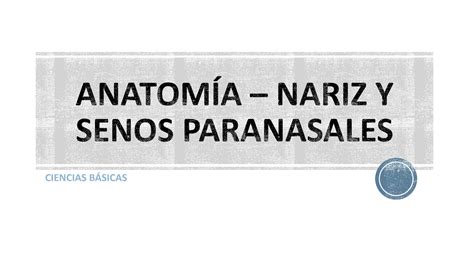 SOLUTION Anatom A Nariz Y Senos Paranasales Studypool