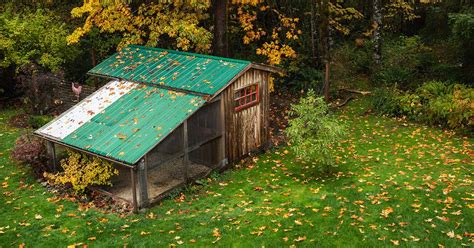 Bobwhite Quail Breed & Care Guide - The Garden Magazine