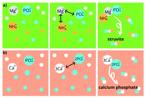 Illustration Of The Chemical Precipitation Process For P Recovery A