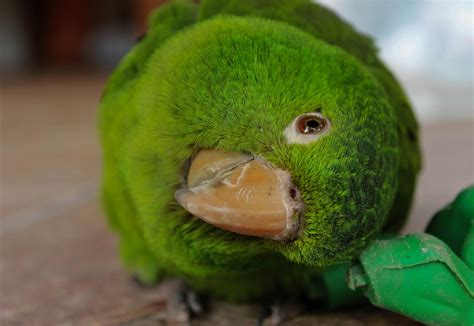 Free stock photo of green parrot, nature