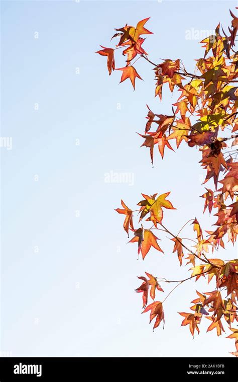 Autumn foliage on a tree Stock Photo - Alamy