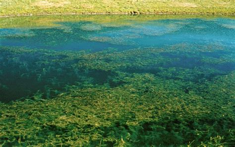 Eurasian Watermilfoil - Lake Scientist