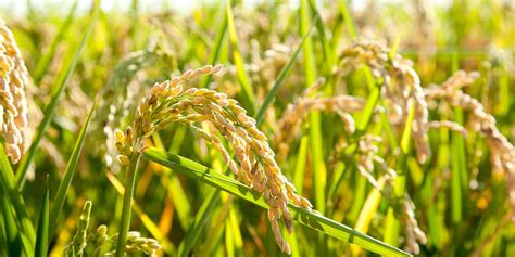 The Environmental Impacts Of Rice Production Foodprint