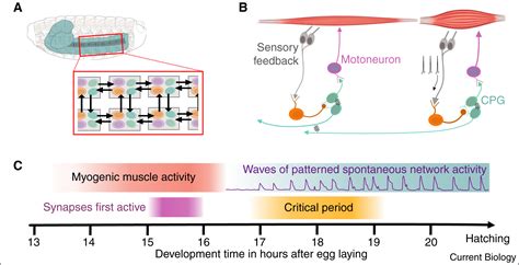 Neural Development The Role Of Spontaneous Activity Current Biology