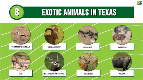 8 Exotic Animals in Texas - A-Z Animals