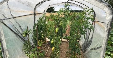 Quand Planter Les Tomates Sous Serre