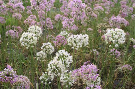 allium stellatum blue thumb