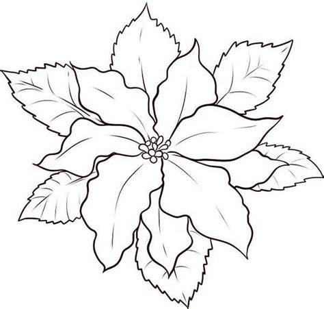 Poinsettia Drawing Outline at PaintingValley.com | Explore collection ...