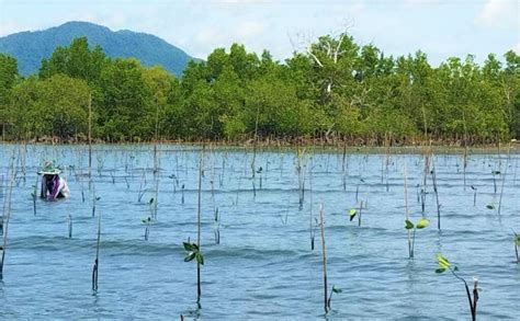 Pasar Karbon Amerika Lirik Terumbu Karang Dan Mangrove Gorontalo Gopos Id