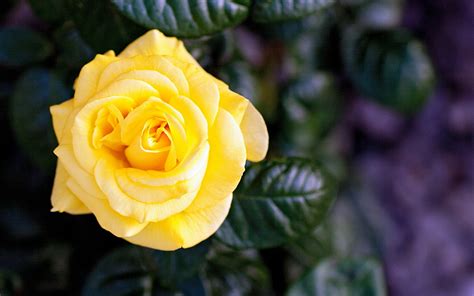 Yellow Rose With Green Leaves HD Wallpaper Wallpaper Flare