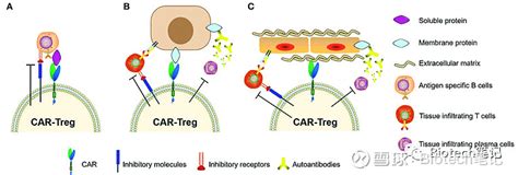 Car T新焦点 聚焦自免疾病的treg细胞 Car T疗法使这一发现为癌症药物研究开辟了新的前沿。car Treg是一种治疗类风湿性关节炎和1型糖尿病等自身免疫性疾 雪球