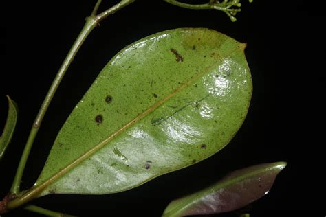 Syzygium Myrtaceae Image 209237 At PhytoImages Siu Edu