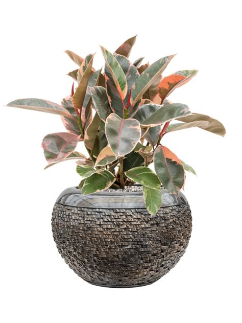 Ficus Elastica Belize Donica Baq Luxe Lite Universe Layer System