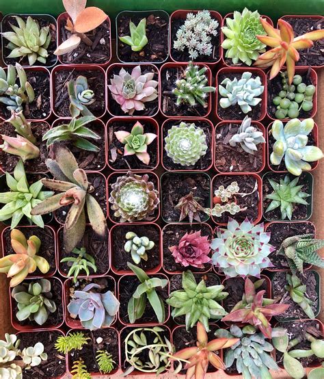 Assorted 2 Pot Succulents Exotic Succulent Plants 15 Etsy Canada