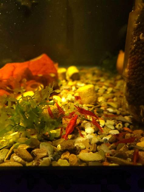 These Guys Were Breeding In My Turtle Tank So I Got A Tank Just For Shrimps R Shrimptank