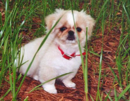 Pekingese Grooming Tips | Dog Care - Daily Puppy