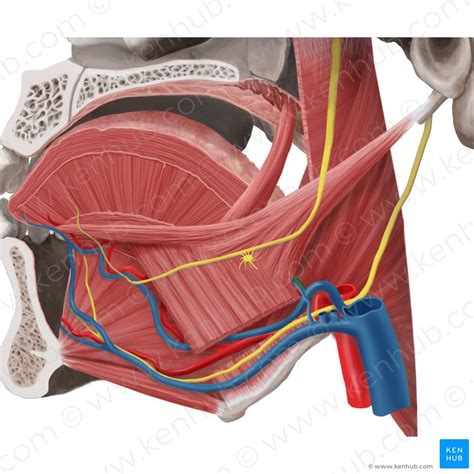 Tongue Nerve And Blood Supply Lingual Artery Kenhub