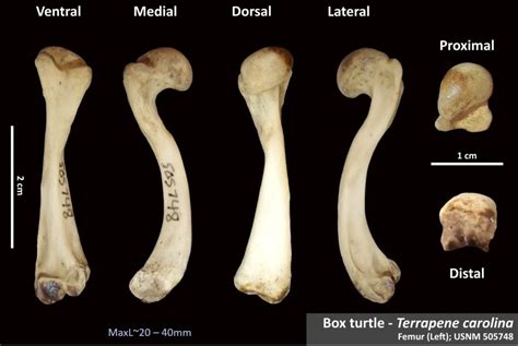 Bones Osteoid Bone Identification