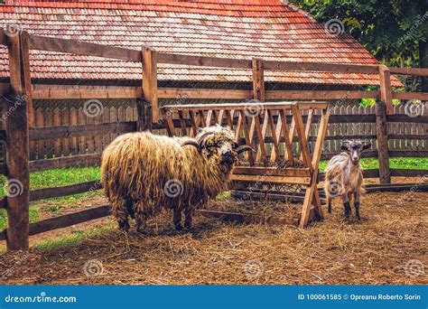 Animals in the Country Farm Stock Image - Image of landscape, dingle ...