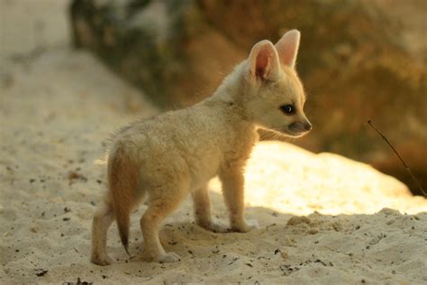 Fennec Fox Cub 2 | Drusillas Park | Philip Harris | Flickr