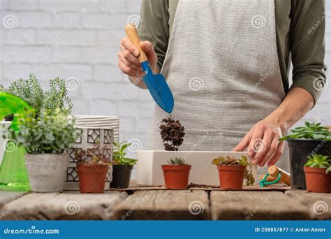 Gardening At Home Woman Replanting Green Pasture In Her Home Garden