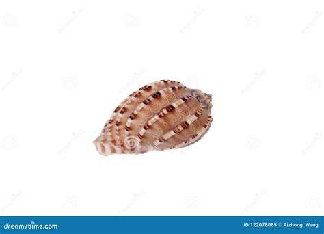 Shell White Background Close Up Stock Image Image Of Mollusk